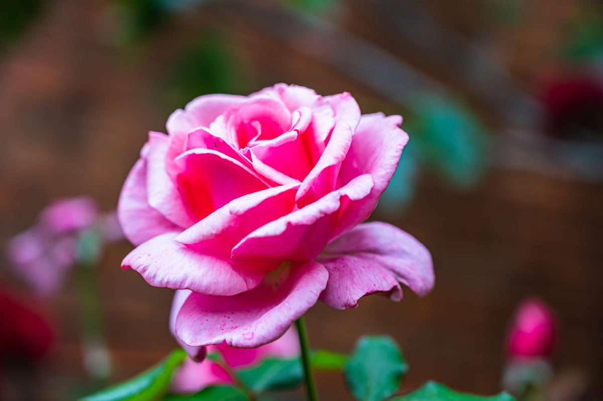 10 astuces pour conserver un bouquet de fleurs 2 fois plus longtemps