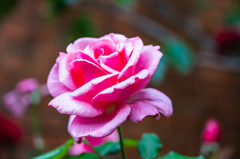10 astuces pour conserver un bouquet de fleurs 2 fois plus longtemps