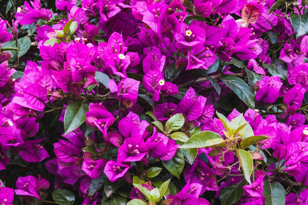 5 fleurs qui résistent à la chaleur de Marrakech en plein été