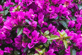 5 fleurs qui résistent à la chaleur de Marrakech en plein été
