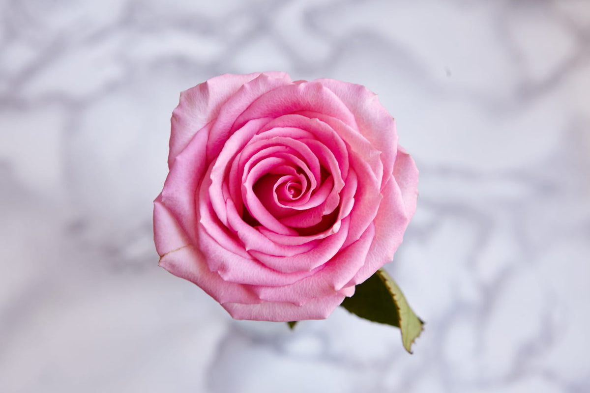 Signification des couleurs des roses et erreurs à éviter