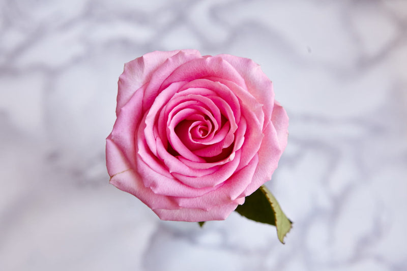 Signification des couleurs des roses et erreurs à éviter