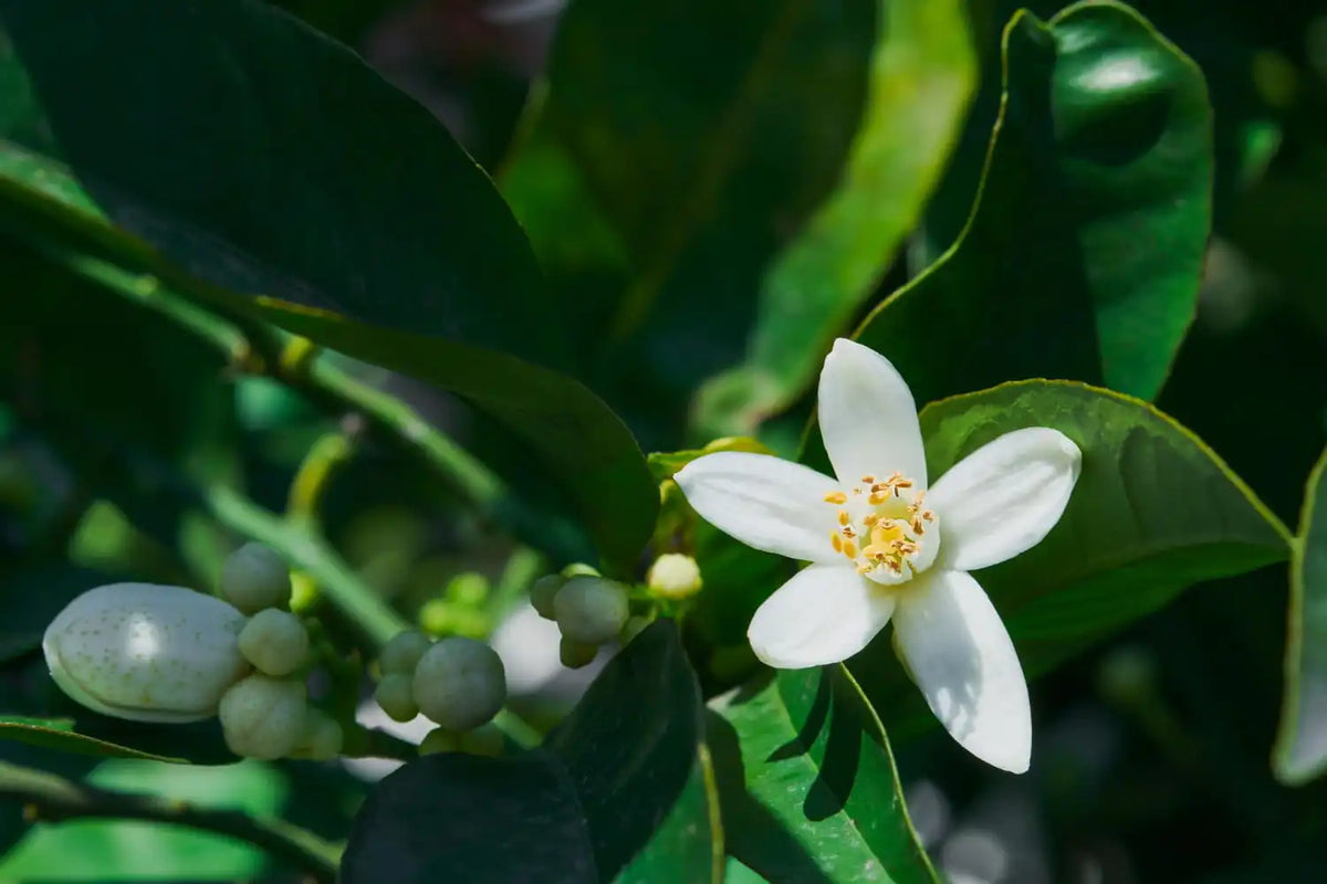 Quelle est la fleur typique de Marrakech